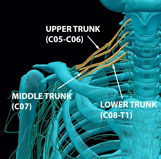 Phrenic Nerve Cadaver