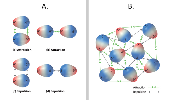 Figure 1: Panel A shows the variety of attractive and repulsive dipole–dipole interactions. Attractive interactions are show in (a) and (b) with orientations where the positive end is near the negative end of another molecule. In (c) and (d), repulsive interactions are shown with orientations that juxtapose the positive or negative ends of the dipoles on adjacent molecules.

Panel B shows a sample liquid with several molecules both attracting and repulsing with their dipole-dipole interactions.