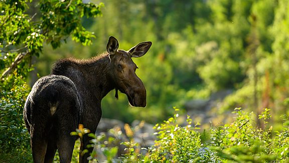 Moose CCC Ponds - Visit Pinedale, WY