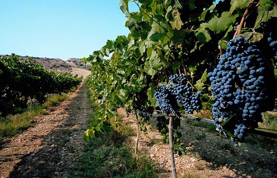 vigna_vigneto_ragusa_cerasuolo_strada_vino