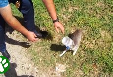 Police Officers Chase After Cat Jumping Around with a Bucket on Its Head