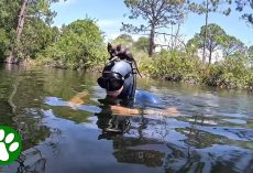 Kitten Suddenly Jumps On Diver’s Head And Makes Himself At Home