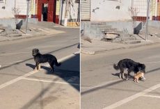 Brave Dog Rescues A Kitten Standing In The Middle Of The Road So He Rushed To Help Her