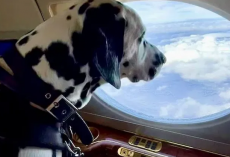 Airlines That Will Allow Dogs and Cats in The Cabin