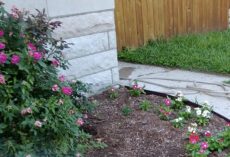 Woman keeps finding pink flowers on her porch – one day she finally catches her secret admirer in action