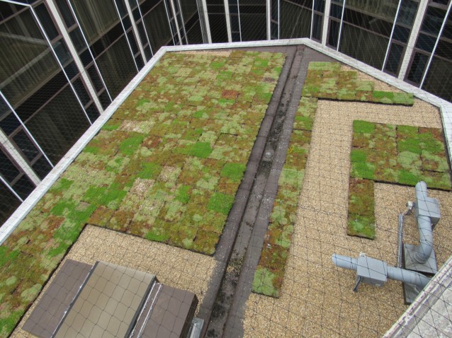 An image of a green roof installation at the Radisson Blu Hotel, Heathrow