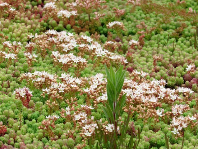 An image of a green roof installation at the Radisson Blu Hotel, Heathrow