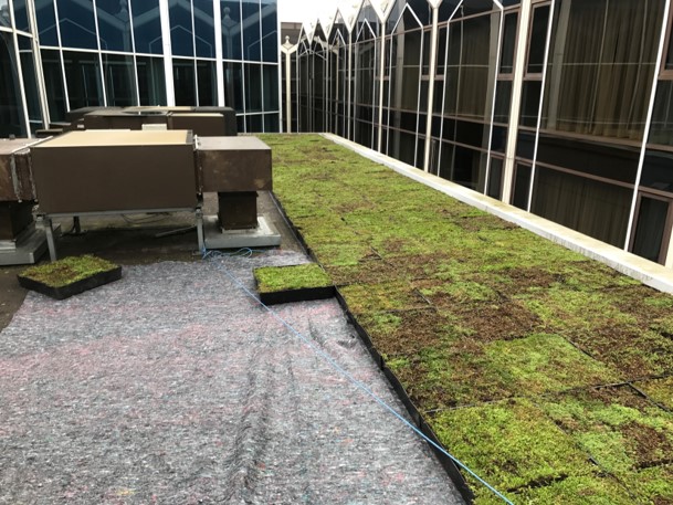 An image of a green roof installation at the Radisson Blu Hotel, Heathrow