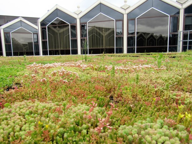 An image of a green roof installation at the Radisson Blu Hotel, Heathrow