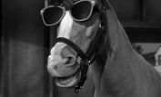 Mister Ed