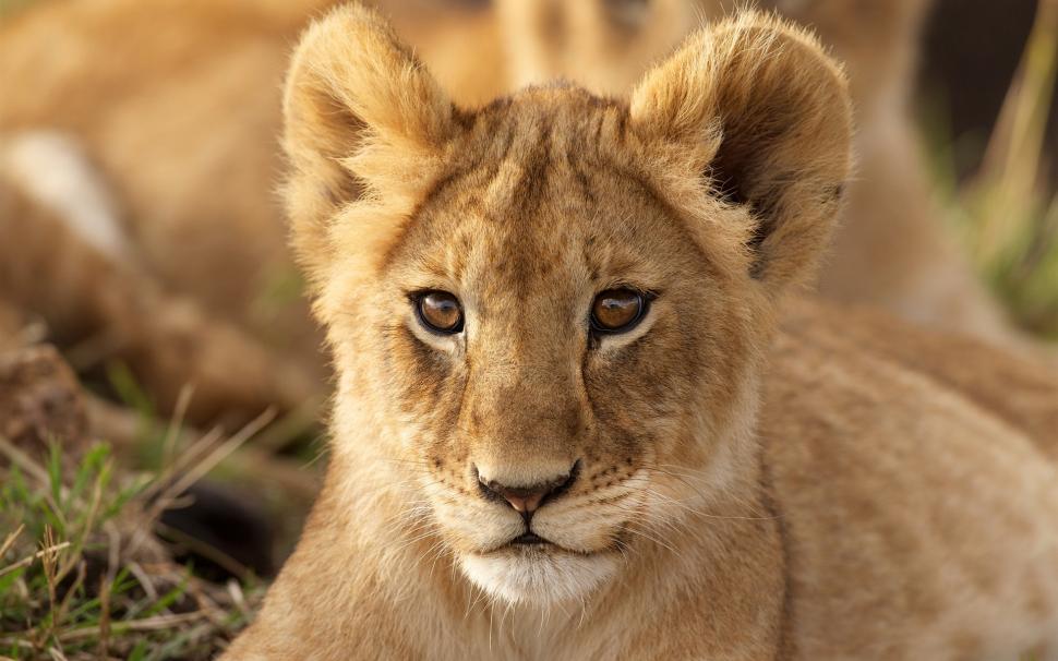 Animal portrait, lion cub, face, look wallpaper,Animal HD wallpaper,Portrait HD wallpaper,Lion HD wallpaper,Cub HD wallpaper,Face HD wallpaper,Look HD wallpaper,1920x1200 wallpaper