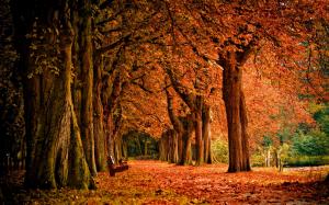 Autumn at Jasper National Park wallpaper thumb