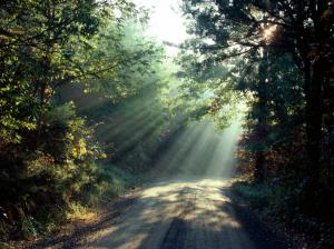 Road Path Trail Sunlight Trees HD wallpaper thumb