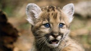 Lion Lion Cub Cub HD wallpaper thumb