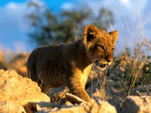 Lion Lion Cub Cub HD wallpaper thumb