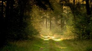 Sunlight Path Trail Forest Trees HD wallpaper thumb