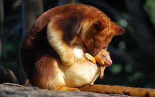 brown animal with baby, kangaroos, animals, baby animals