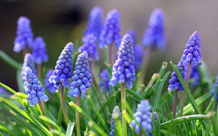 shallow focus photo of purple flower