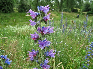 shallow focus photo of purple flowers