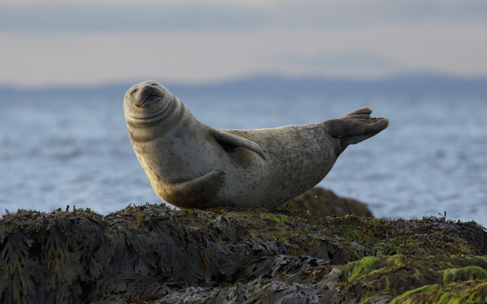 Seal Hd Wallpaper