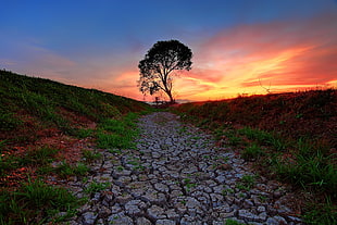 green tree, sunlight, trees, landscape, nature