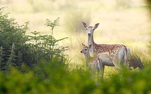 animals, deer, baby animals