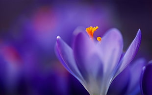 shallow focus of purple petaled flower