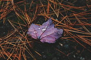 red and black leaf HD wallpaper