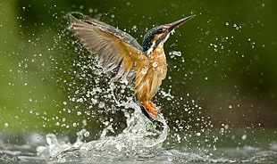 brown hummingbird, kingfisher, animals, birds