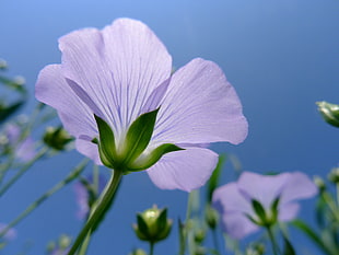 purple flower shallow focus shot photography, flax, linaceae