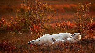 two polar bears, nature, animals, baby animals, polar bears