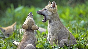 short-coated gray-and-brown puppies, animals, baby animals, nature, wolf