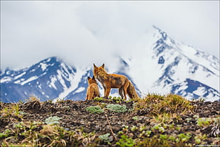 brown fox, fox, animals, landscape, baby animals