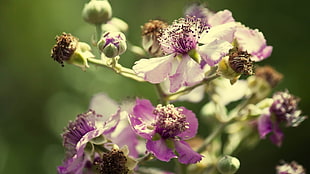 shallow focus photography purple and white flowers