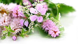 shallow focus photo of pink petaled flowers