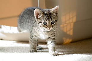 black tabby kitten walking on white carpet, cats