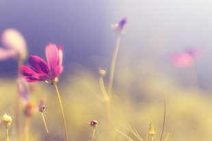 shallow focus of purple petal flower