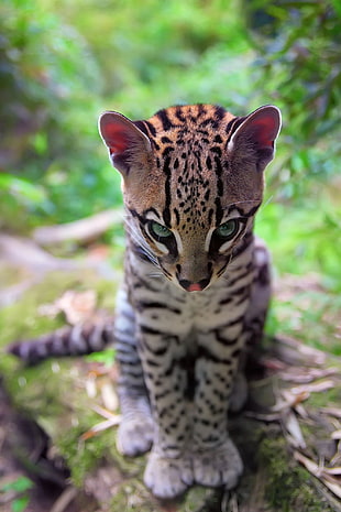 black and brown tiger head bust, nature, animals, baby animals, Ocelots