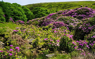 purple flower field at daytime