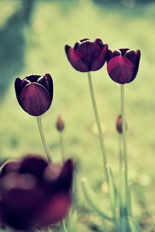 shallow focus photography of three purple petaled flowers during daytime, tulips