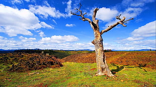 gray tree, trees, nature, landscape, sky