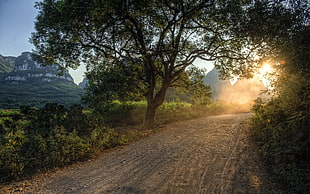 green trees beside road under clear sky