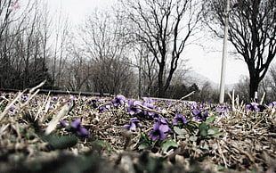 shallow focus photography of purple flowers