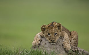 brown leopard, nature, animals, lion, baby animals