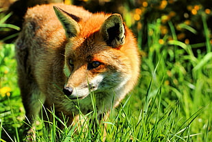 brown fox