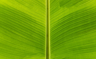 green leaf HD wallpaper