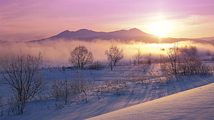 green leaf plants, nature, landscape, winter, mist