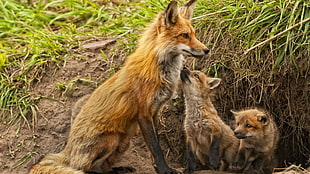 brown and black fur cat, animals, fox, baby animals