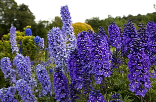 purple flowers in green field