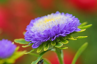 shallow focus photography of purple flower